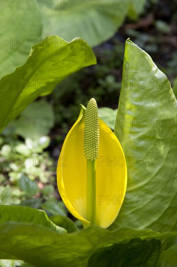 Lysichitum western skunk cabbage