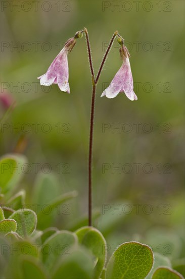 Twinflower