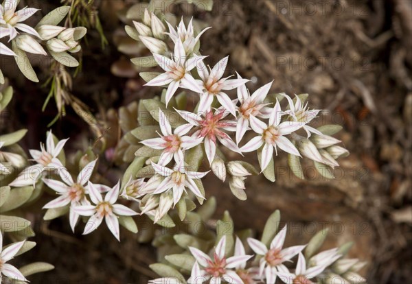 Spanish Stonecrop