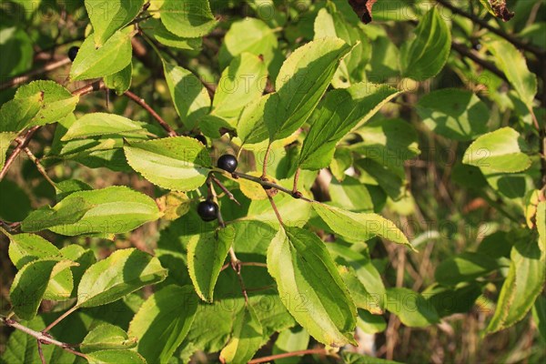 Common Buckthorn