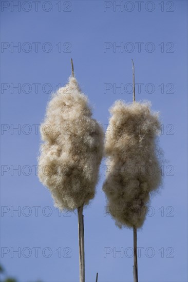 Broad-leaved bulrush