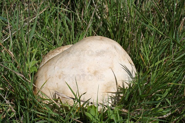 Giant giant puffball