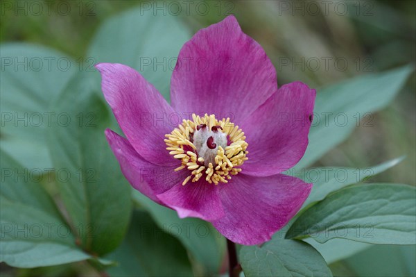 Paeonia corralina