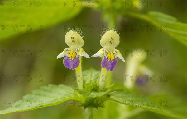 Large-flowered Hemp-nettle