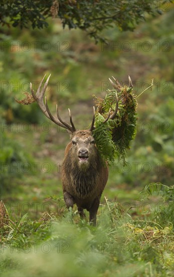 Red Deer