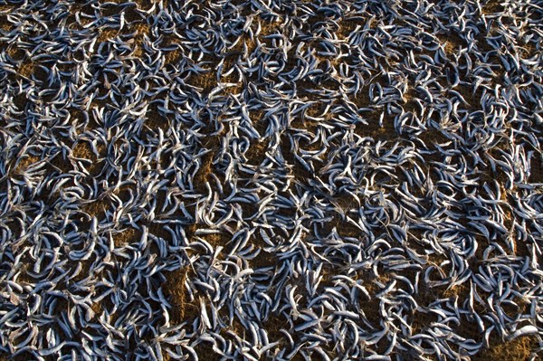 Small fish drying in the sun on Negombo beach