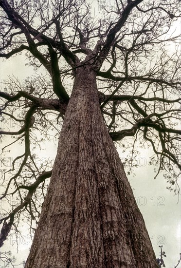 Five century old naturally grown