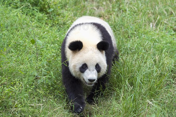 Giant Panda