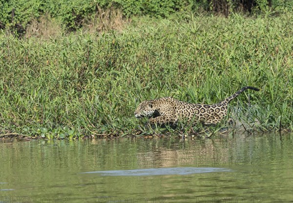 Male jaguar