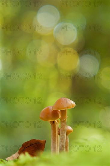 Galerina marginata