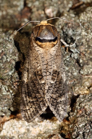 Goat moth