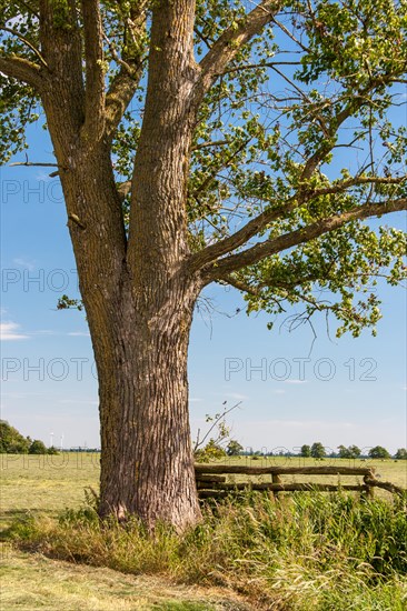 x canescens GREY POPLAR