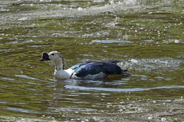 Humpbacked Goose
