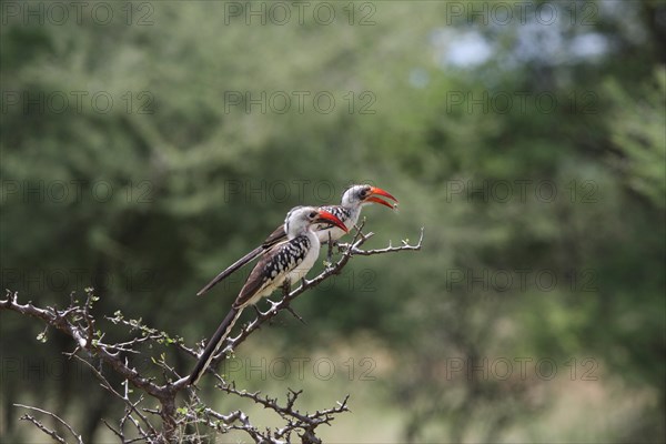 Red-billed Hornbill