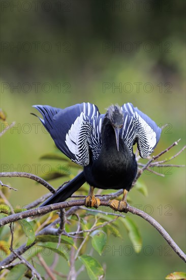 Anhinga