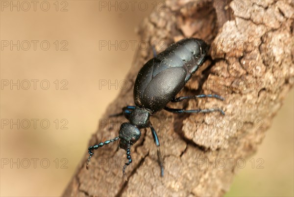 Dusky blue oil beetle