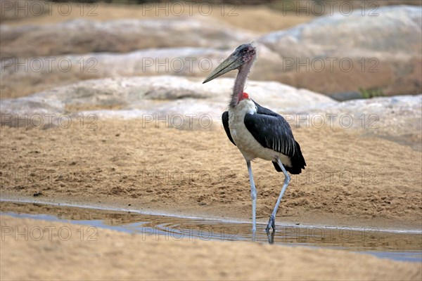 Marabou Stork