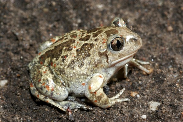 Garlic toad