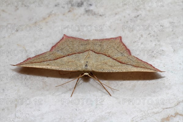 Dock moth