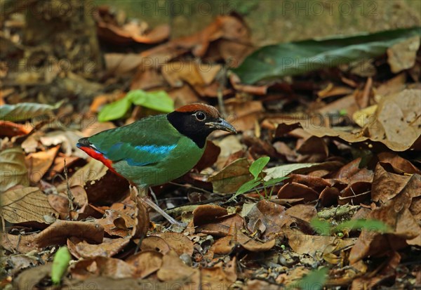 Hooded Pitta