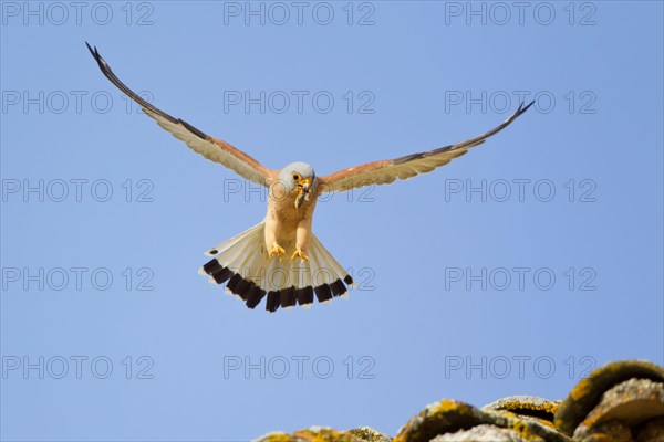 Lesser kestrel