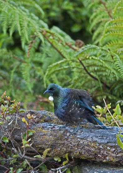 Tui