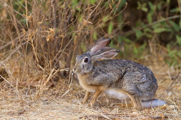 Scrub Hare