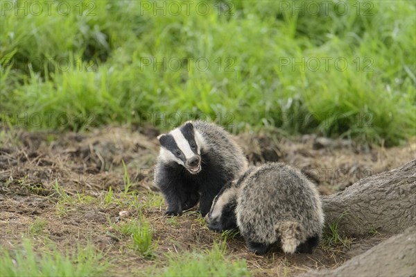 Eurasian Badger