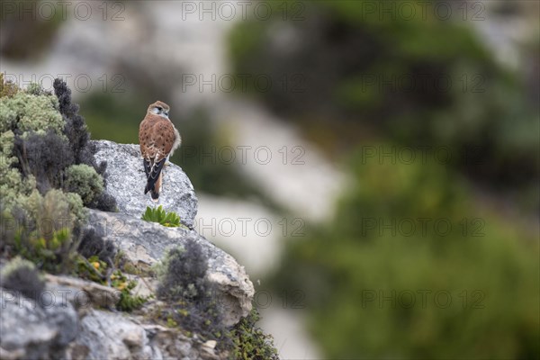 Nankeen kestrel