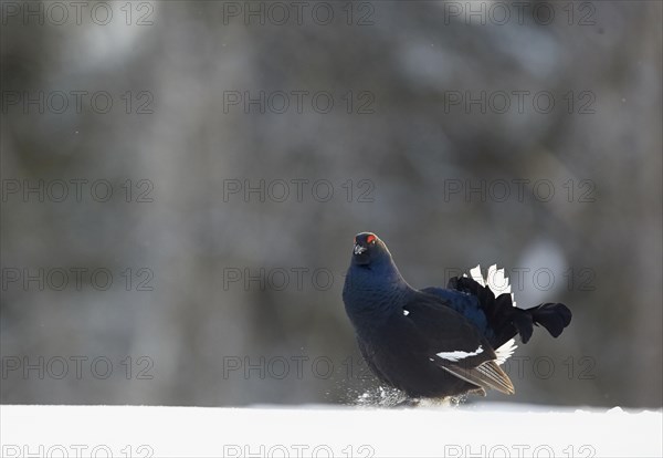 Black Grouse