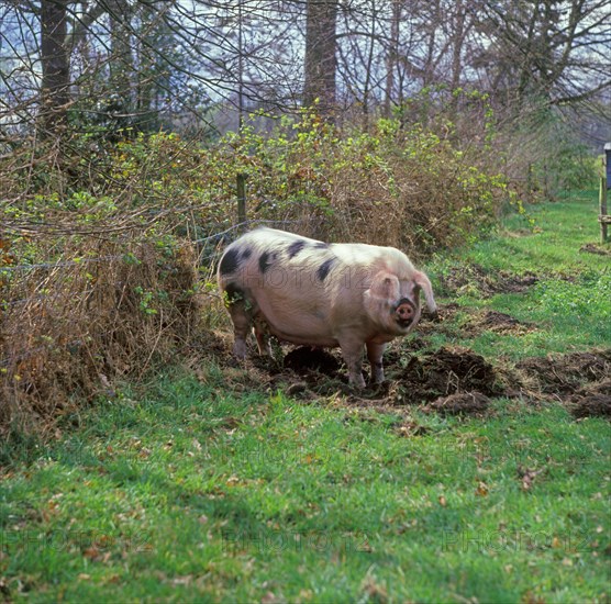 Domestic Pig