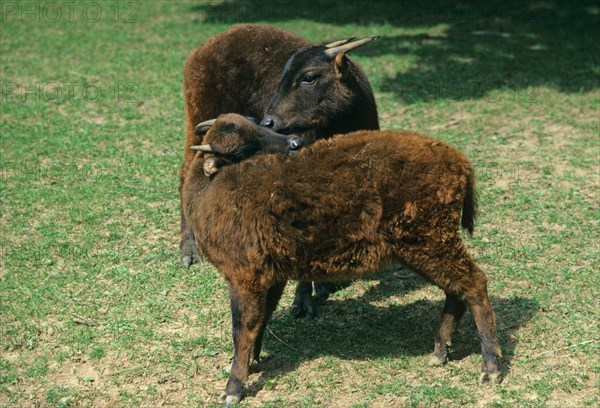 Mountain anoa