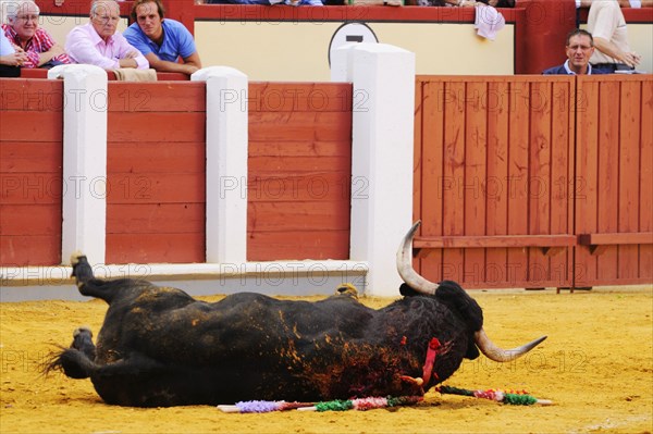 Bullfighting