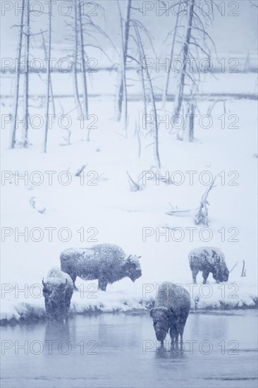 North American Bison