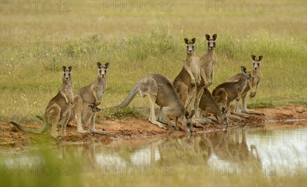 Eastern Grey Kangaroo