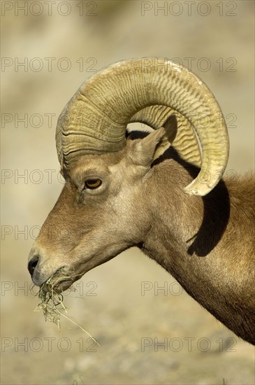 Bighorn Sheep