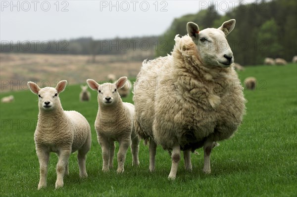 Domestic Sheep