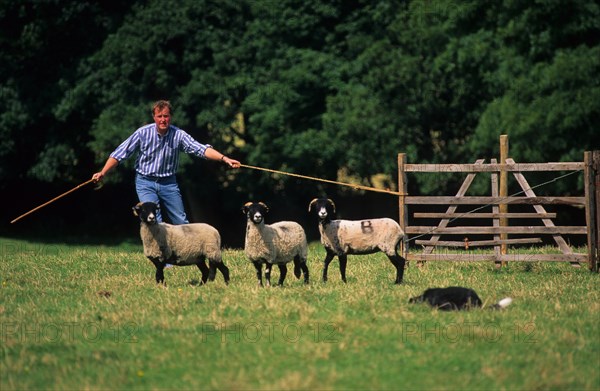 Sheep farming