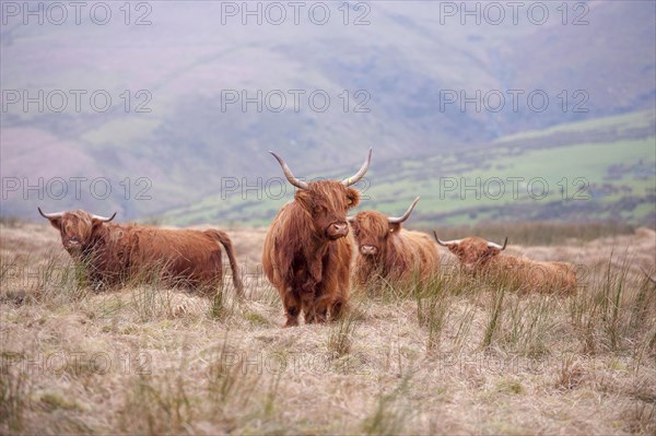 Domestic Cattle