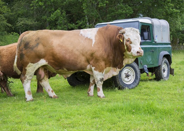 Domestic Cattle