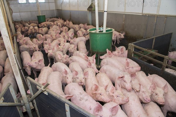 Pig farming