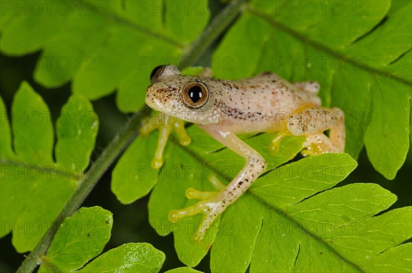 Liberian Banana Frog