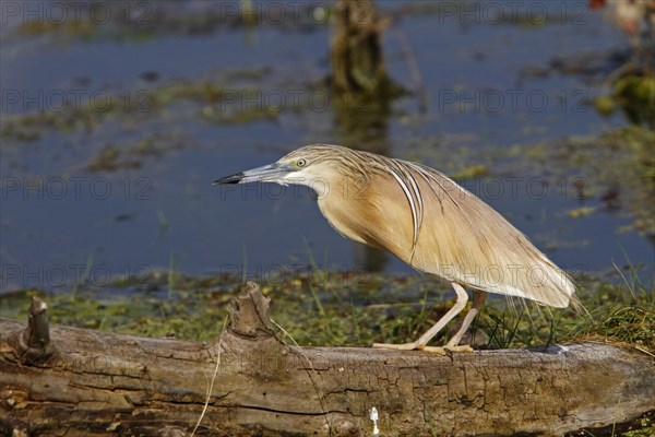 Ardea ralloides