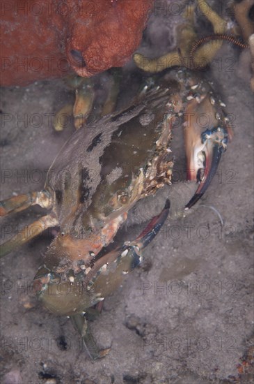 Saw-clawed spoon crab