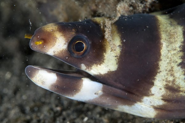 Moray Eel