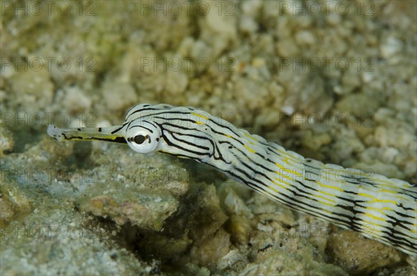 Network Pipefish