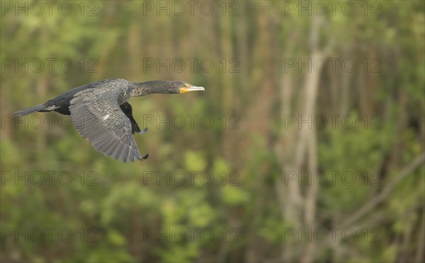 Double-crested cormorant