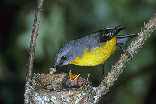 Eastern yellow robin