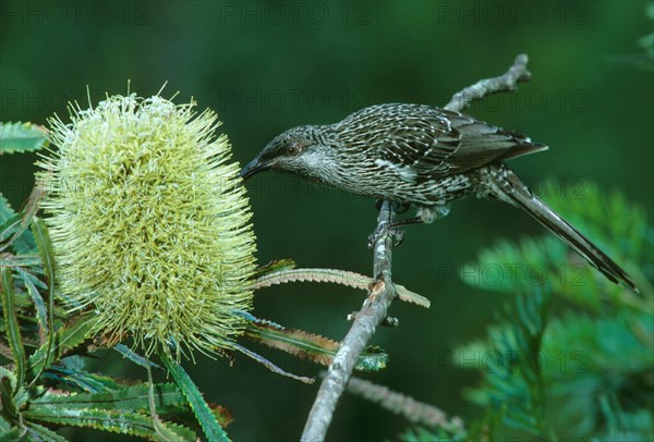 Lesser Wattled Bird