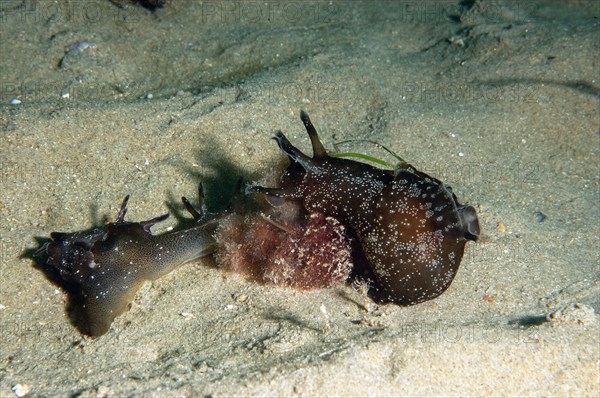 Spotted sea-hare